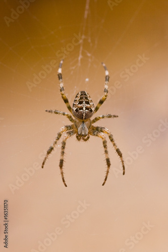 Garden spider in cobweb in fall