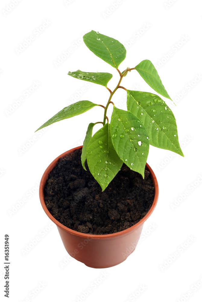 аnnona cherimola sprout on white background аnnona cherimola sprout on white background