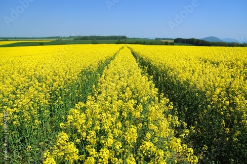 Wallpaper Mural Rape Torontodigital.ca