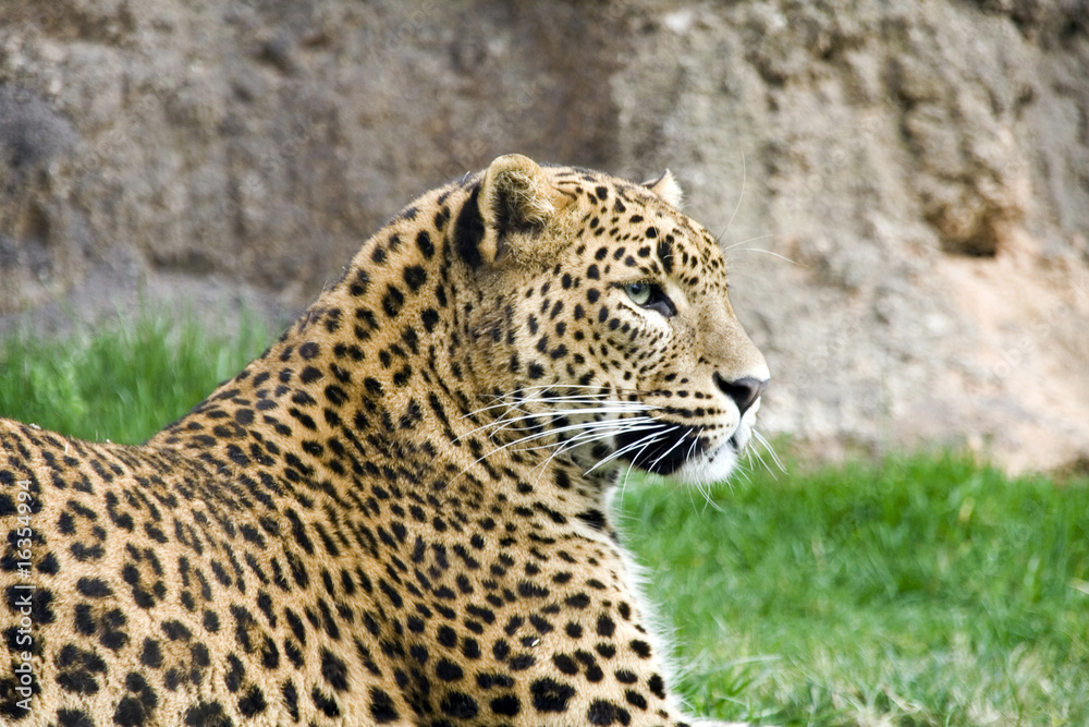 Profile leopard Profile leopard