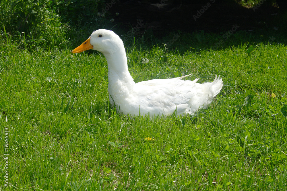 white drake white drake