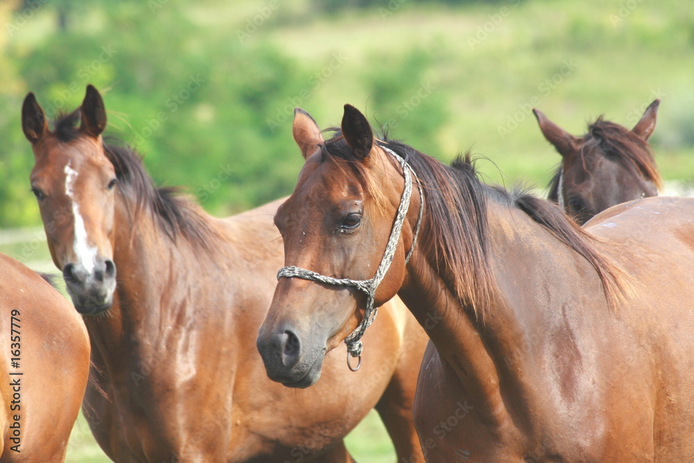 HORSES RUNNING HORSES RUNNING