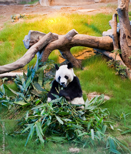 Giant Panda Bear Eating Leaves
