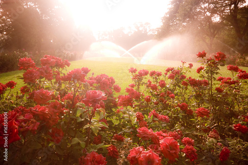 Vászonkép Enchanted scene with roses
