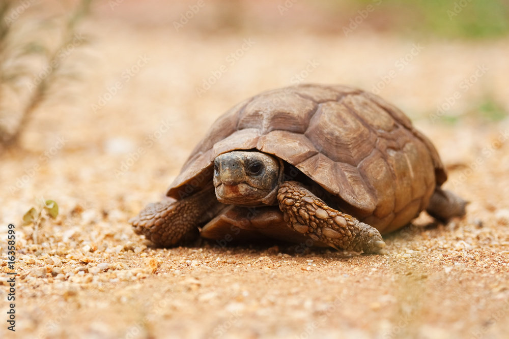 Obraz premium african desert tortoise