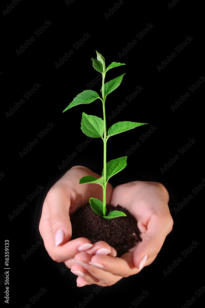 Young plant in hands on black background Young plant in hands on black background