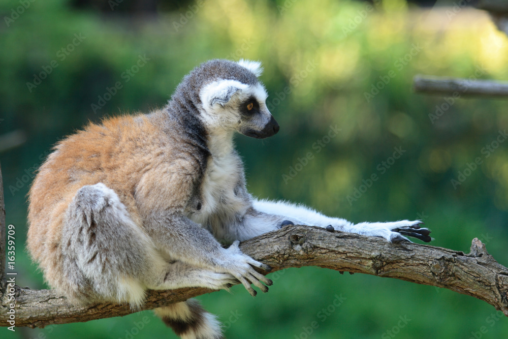 Obraz premium lemur monkey