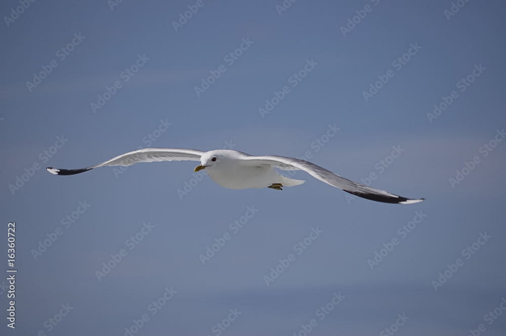 Segelflug Segelflug