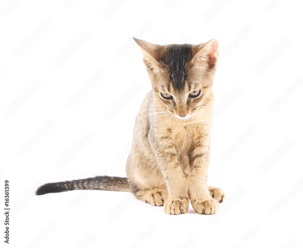 Cute kitty isolated on white background