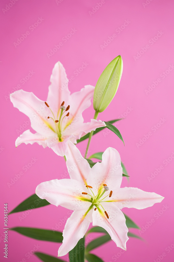 Obraz premium ユリの花