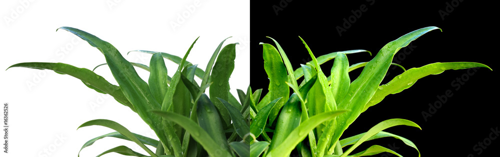 Obraz premium plants d'agaves sur fond blanc et sur fond noir
