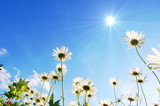 daisy flower under blue sky