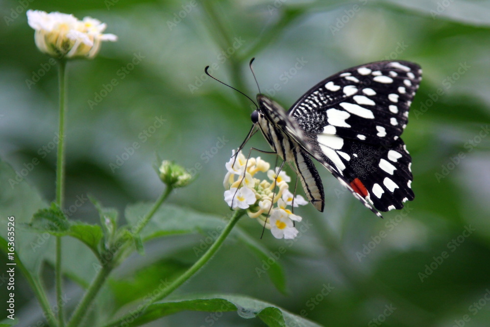 Fototapeta premium papillon