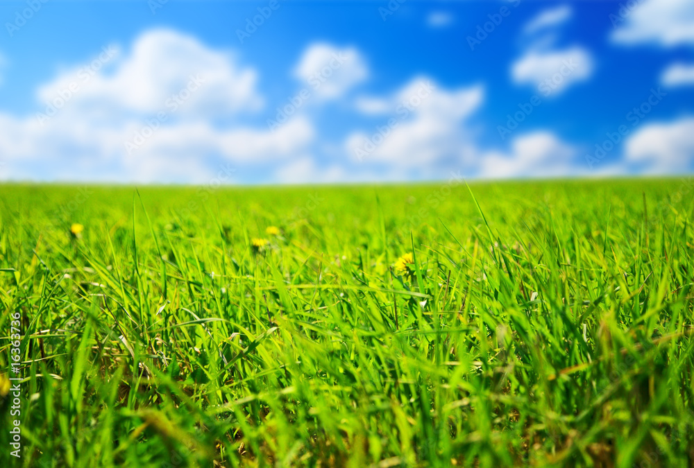 field of spring grass (shallow DOF)