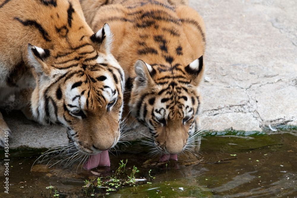 Naklejka premium Raubkatze