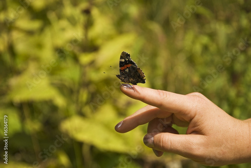 Butterfly on finger point