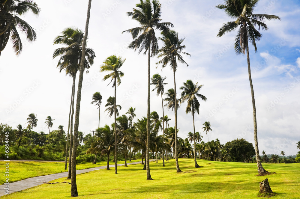 Fototapeta premium Golf Greens