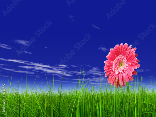 High resolution pink flower in green grass with blue sky