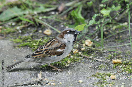 sparrow side view