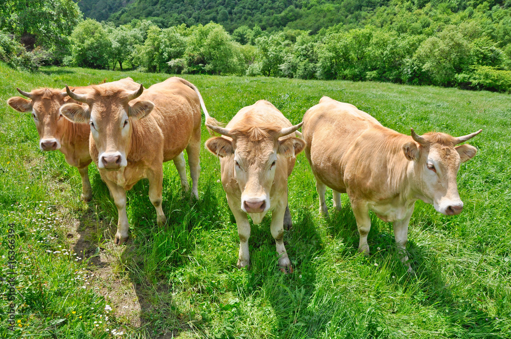 Fototapeta premium vacas