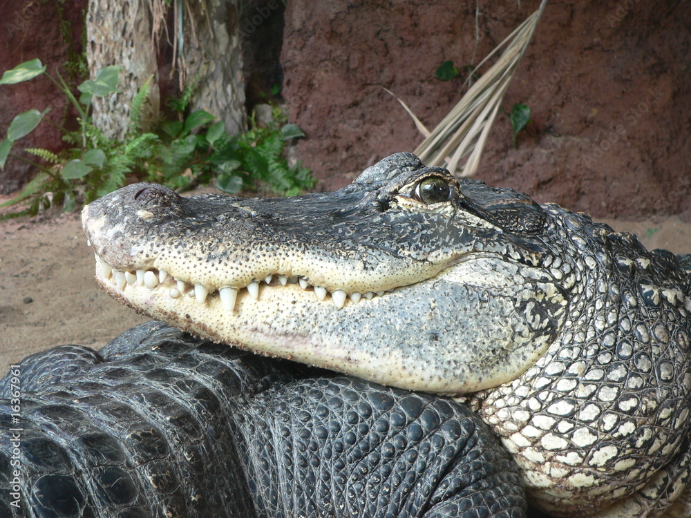 Obraz premium Krokodilkopf