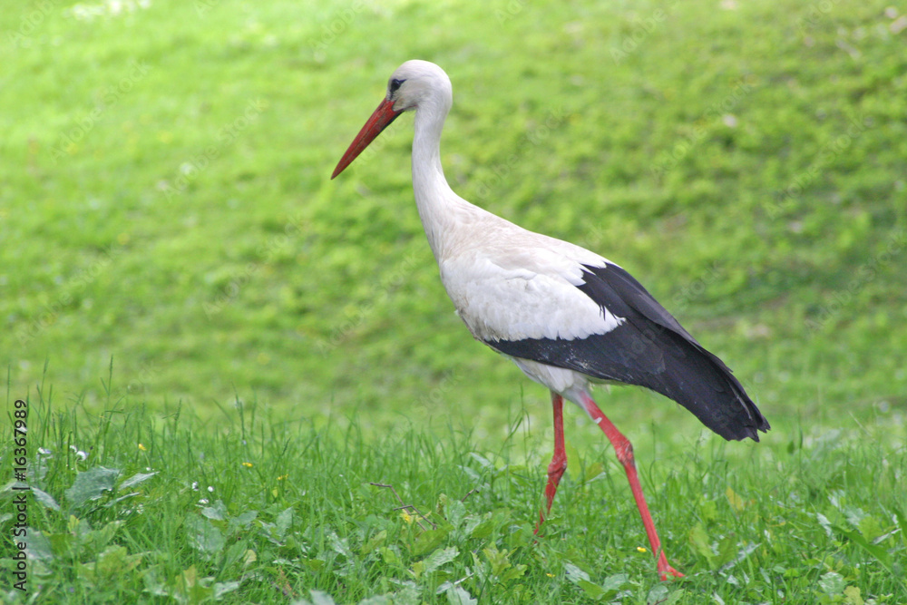 Storch Storch