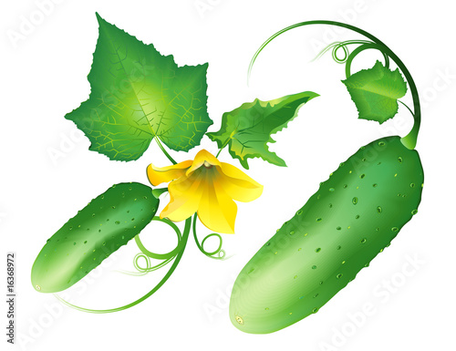 Cucumber
