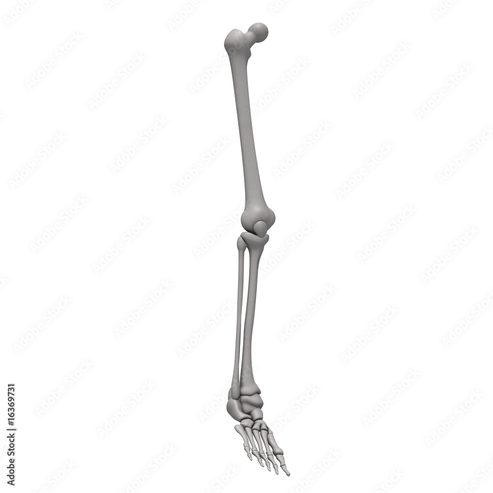 leg bones