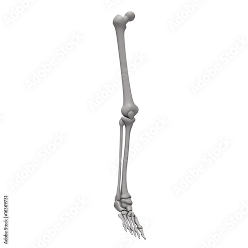 leg bones