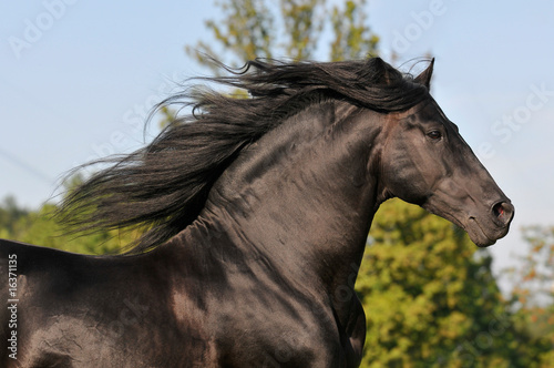 The free black pura raza espanola horse run gallop