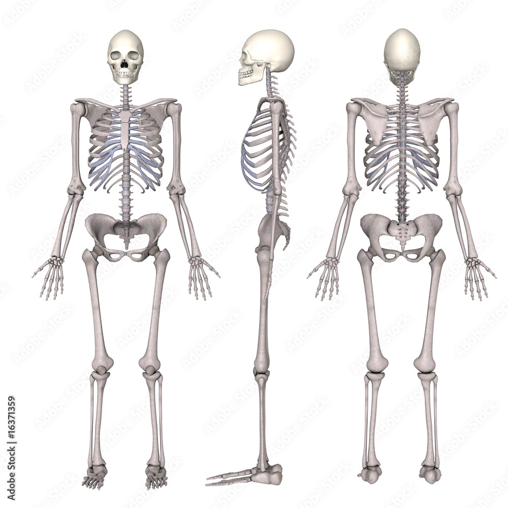 female skeleton female skeleton