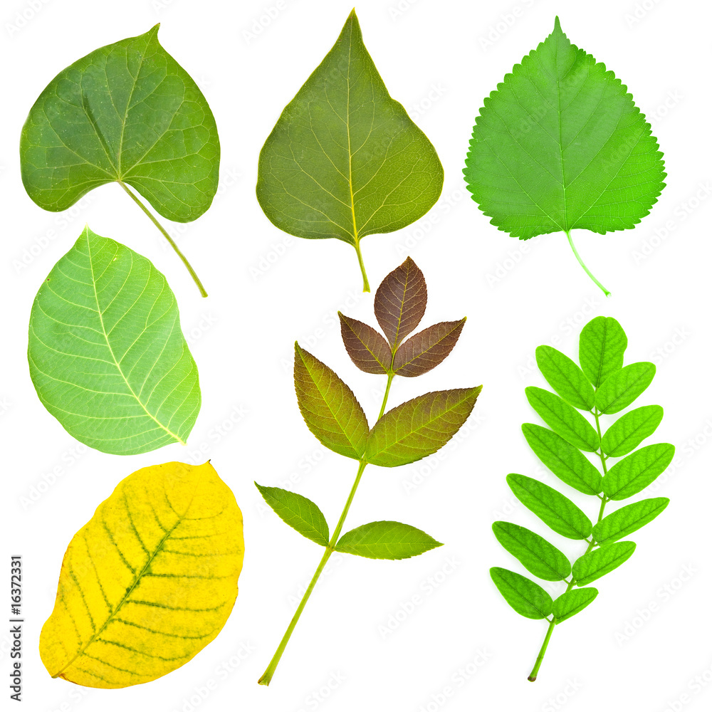 Set of various leaves of trees and plants Set of various leaves of trees and plants