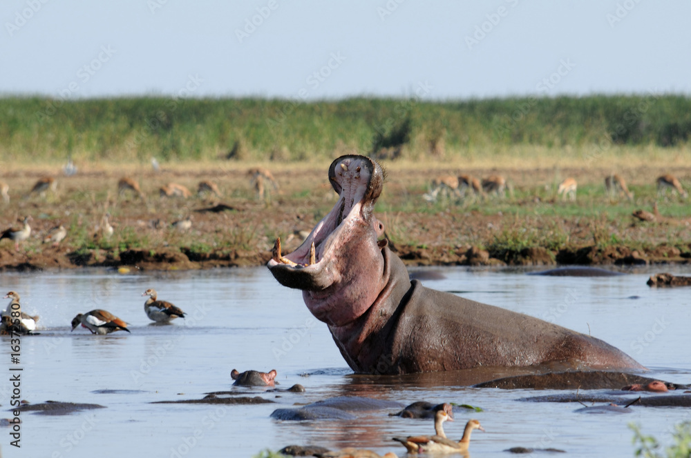 wild life in Africa