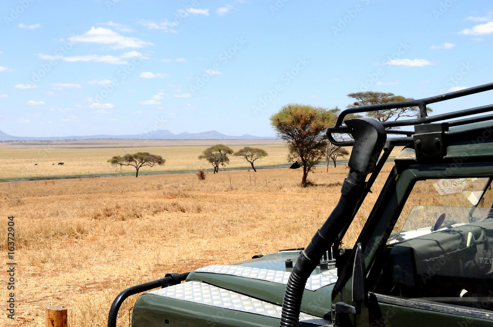 safari