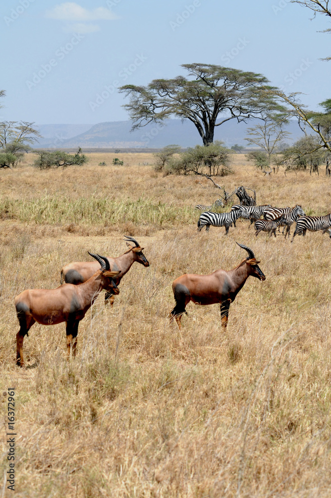wild life in Africa wild life in Africa