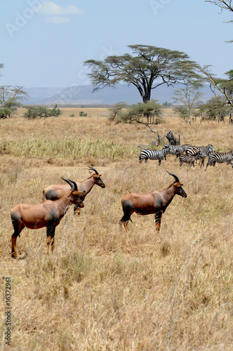 wild life in Africa