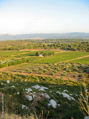 Landscape in Provence - Vineyards and  olive trees