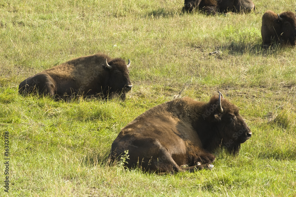 Pair of Buffalo 2 Pair of Buffalo 2