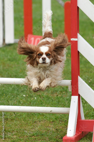 chien d'agility photo