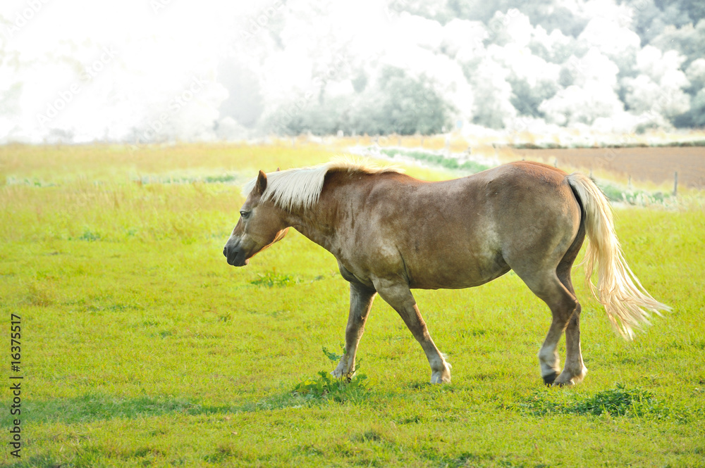 Obraz premium Pferd III