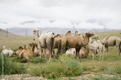 Fototapeta Naklejka Na Ścianę i Meble -  Herd of Bactrian camels