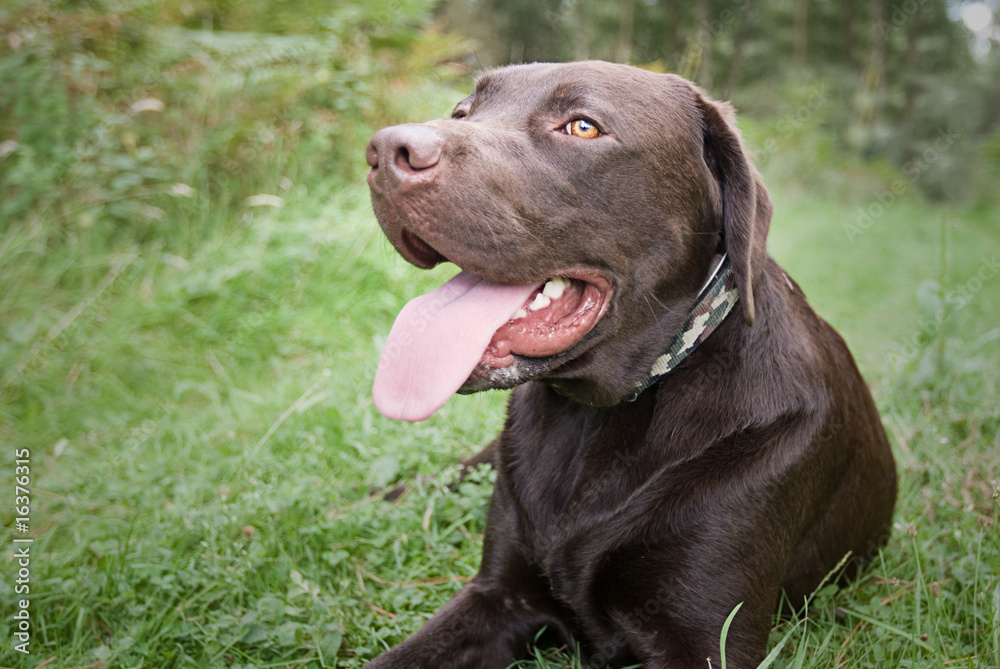 Chocolate Labrador Lying Down on a Walk in the Countryside