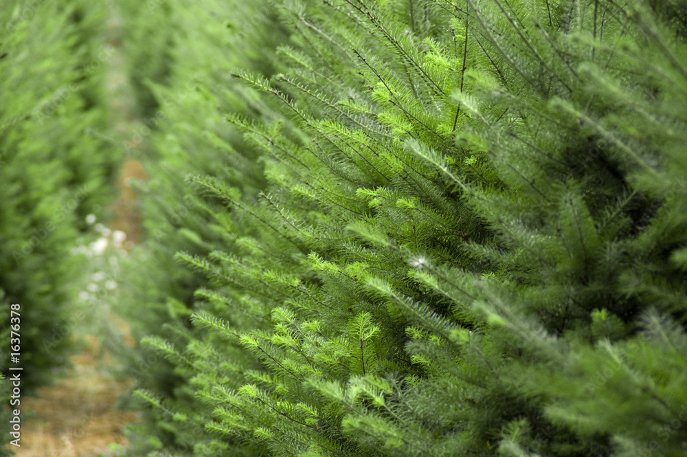Christmas Tree Farm Christmas Tree Farm