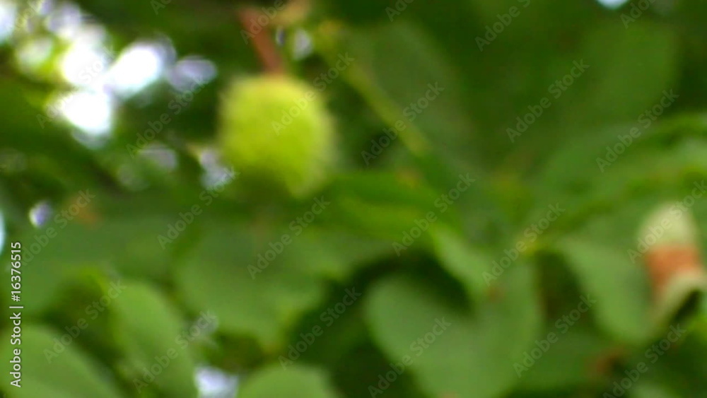Single chestnut Single chestnut