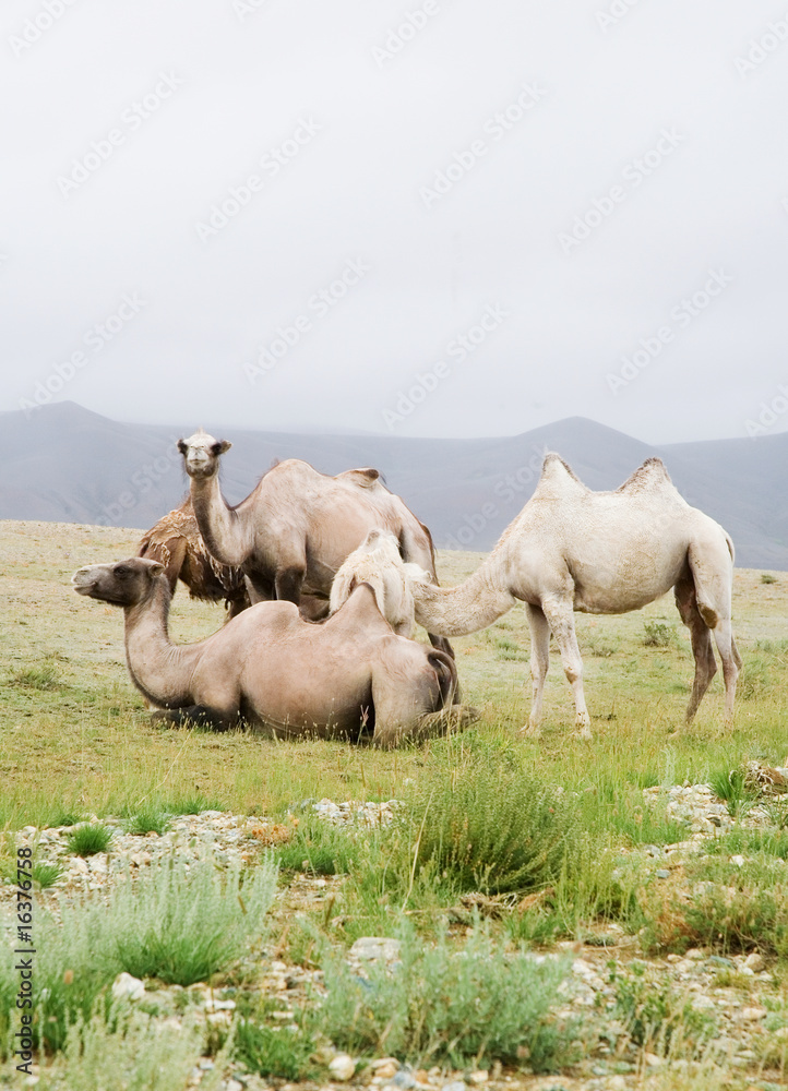 Fototapeta premium Herd of Bactrian camels