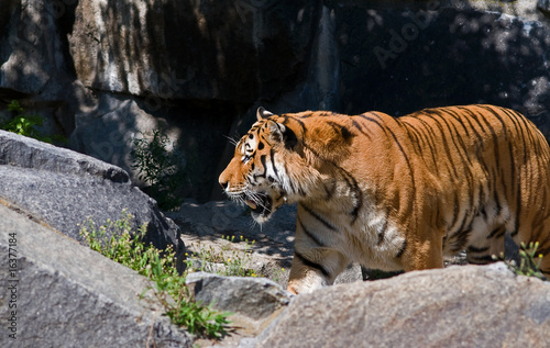 sibirischer tiger photo