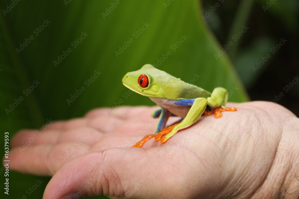 Fototapeta premium rainette verte du costa rica