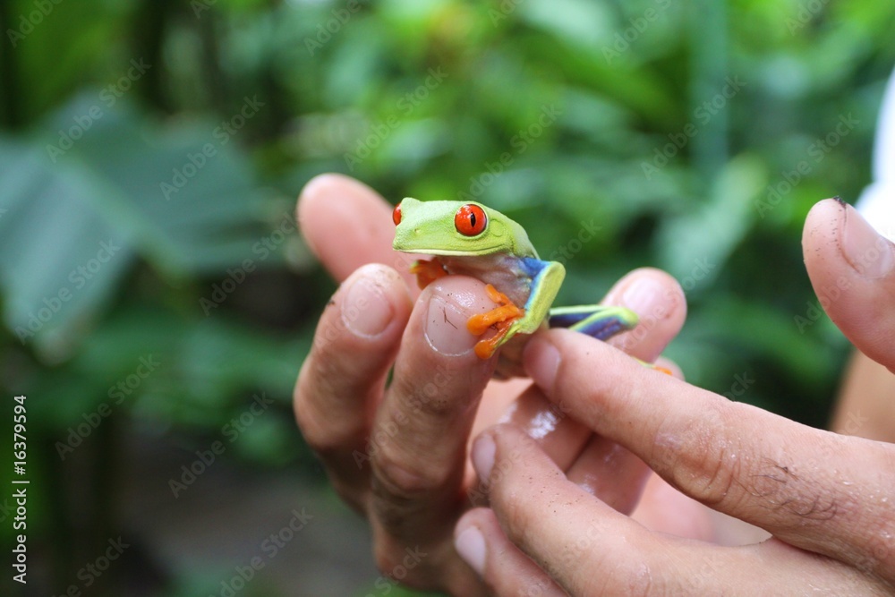 Fototapeta premium rainette verte du costa rica