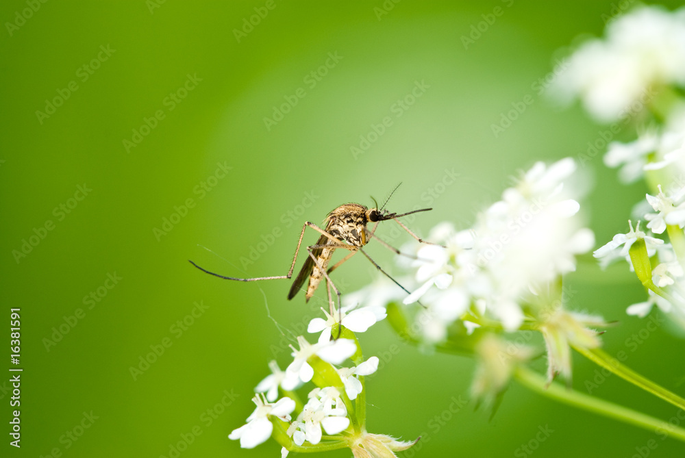 Mosquito Mosquito