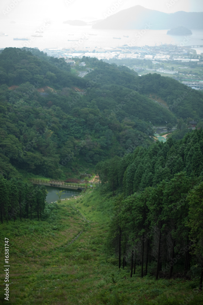 Obraz premium forest